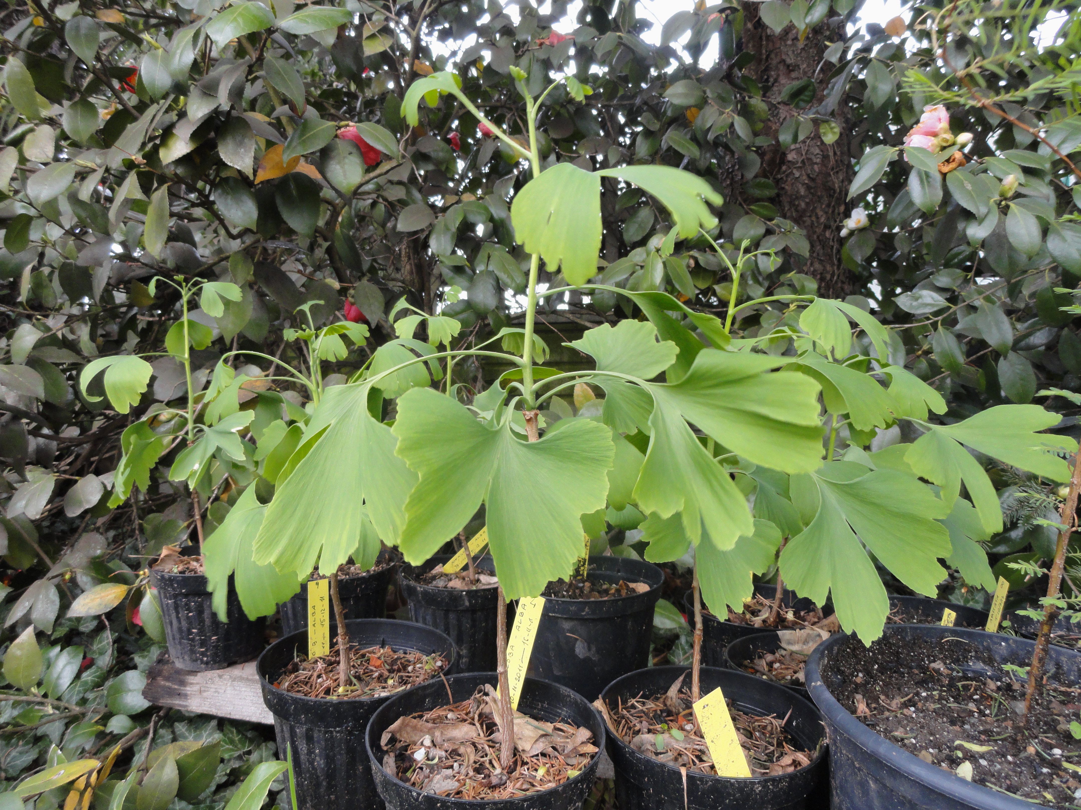 Представитель Типа Ginkgophyta